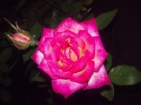 rosa