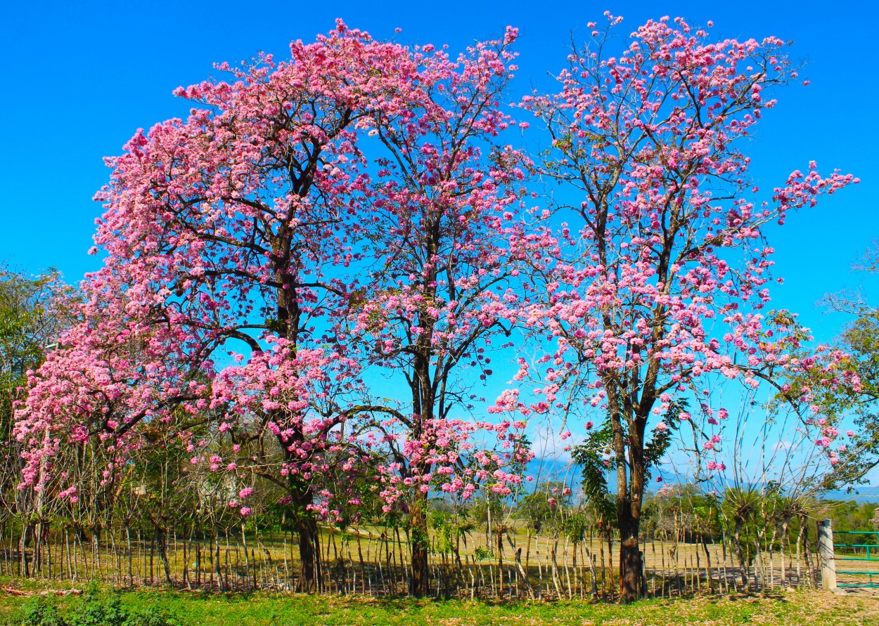 FotoRevista / Convocatoria / Primavera en Palmira de Julian Diaz Hernandez