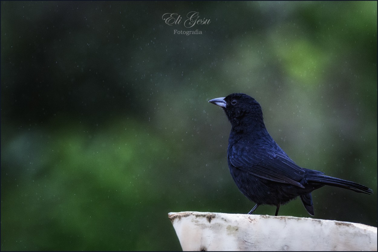 FotoRevista / Elizabeth Gesualdo / Veo caer la lluvia